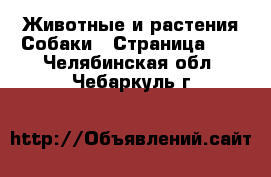 Животные и растения Собаки - Страница 13 . Челябинская обл.,Чебаркуль г.